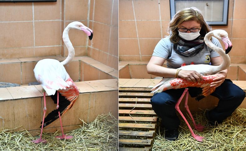Yaralı flamingo ve iki pelikan tedavi altında