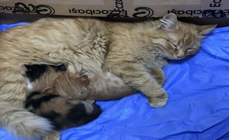 Anne kedi yavrularını doktora götürdü