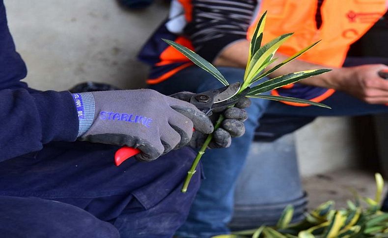 Bornova Belediyesi kendi bitkilerini üretmeye başladı