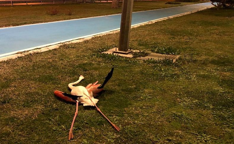 Büyükşehir flamingolar için harekete geçti