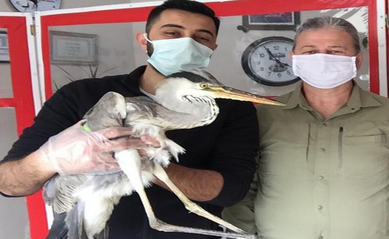 İzmir'de av tüfeğiyle vurulan gri balıkçıl tedavi edildi