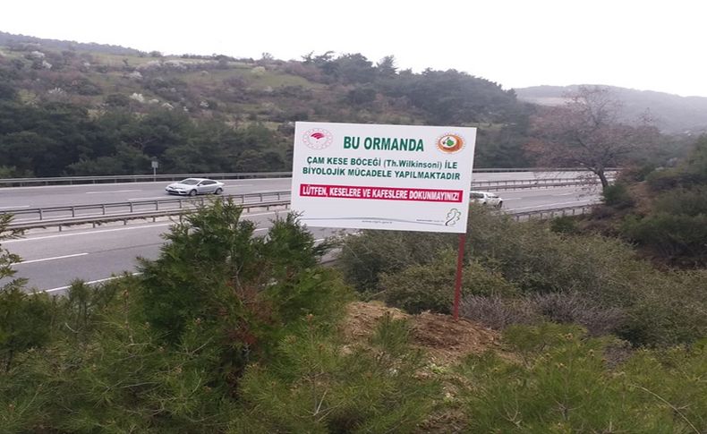 İzmir'de ormanlara zarar veren zararlı böceklere karşı biyolojik mücadele