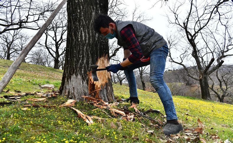 Büyükşehir kestane kanseriyle mücadelede üreticinin yanında