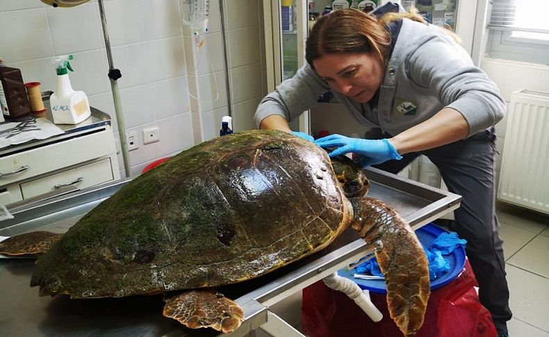 Deniz kaplumbağasının tedavisi Sasalı'da sürüyor
