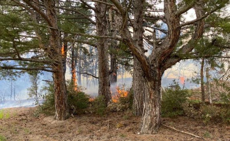 Denizli'de orman yangını  4 hektar alan yandı