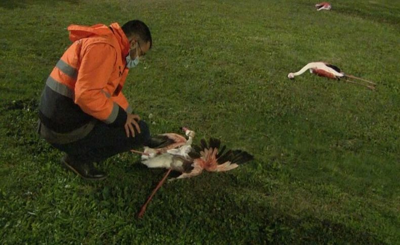 İzmir'de telef olan flamingoların ölüm sebebi belli oldu!