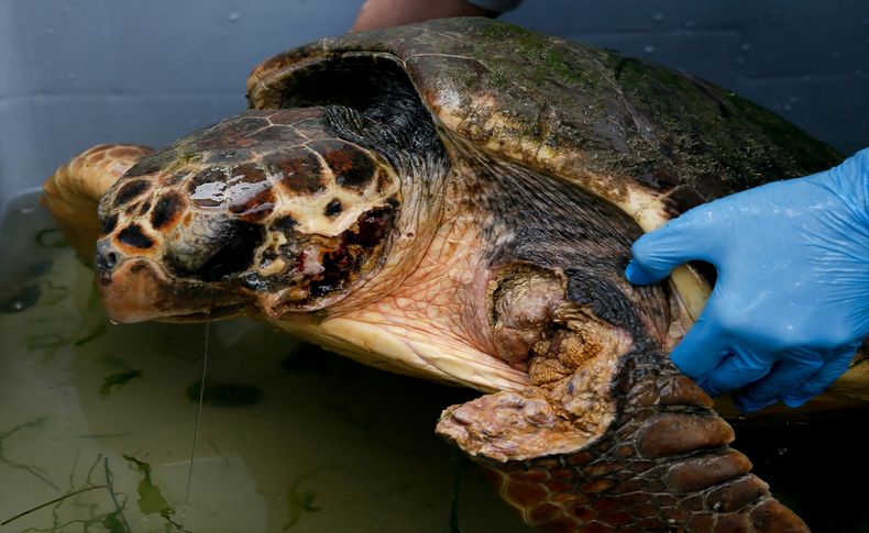 İzmir'de tüfekle vurulduğu sanılan caretta carettanın başında 60'tan fazla saçma tespit edildi