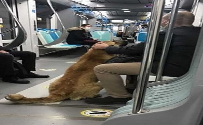 İzmir'i toplu ulaşımla gezen köpek Sam bulundu