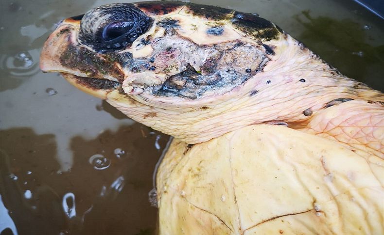 Tetkikler tamamlandı: Yaralı caretta caretta ateşli silahla vurulmuş