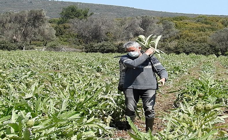 Uluslararası Urla Enginar Festivali çevrim içi düzenlenecek