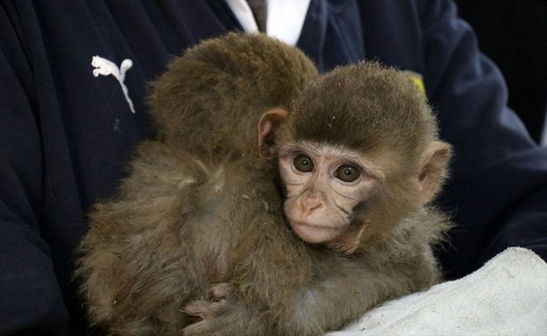 Ağrı'da yakalanan yavru maymunlar hayvanat bahçesine gönderildi