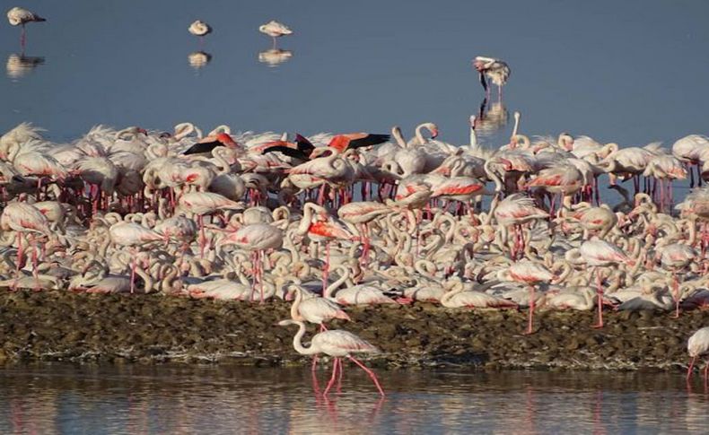 Gediz Deltası'nda flamingo yavruları yumurtalarından çıkmaya başladı