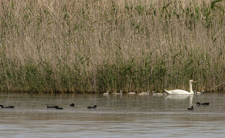 Gediz Deltası'nda kuşların dünyası kayıt altına alınıyor