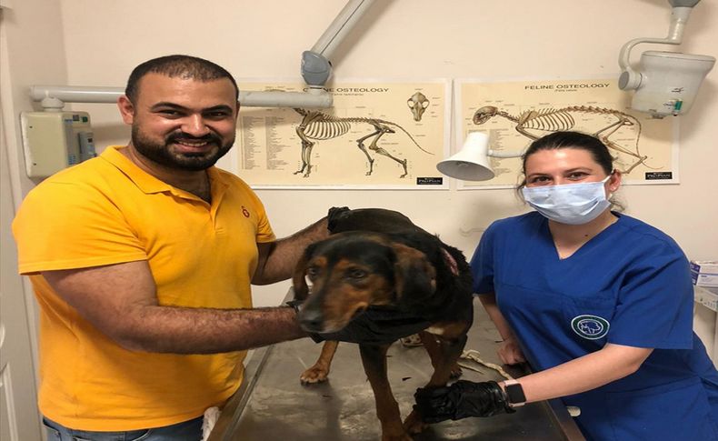 İzmir'de jandarma ekibi yaralı halde bulduğu köpeği tedavi ettirdi