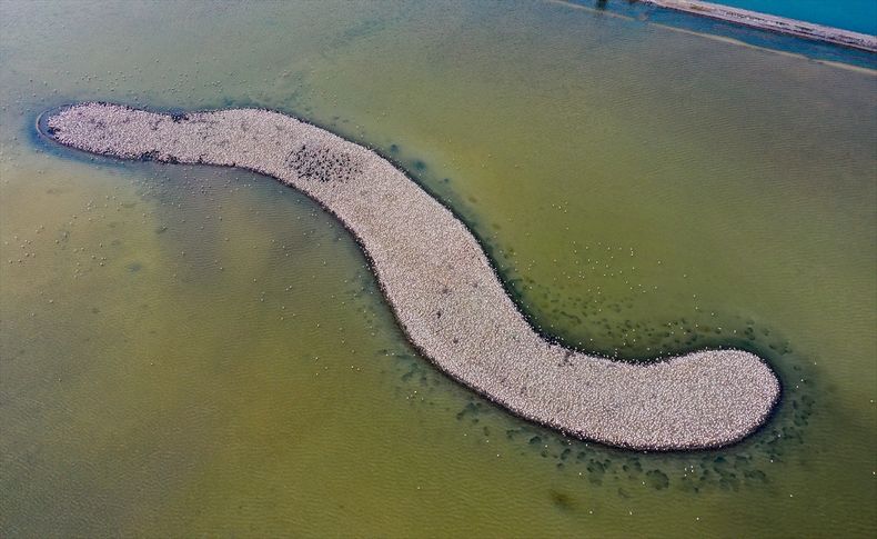 İzmir'deki 'flamingo adası' kuluçkaya yatan binlerce allı turnaya kucak açtı