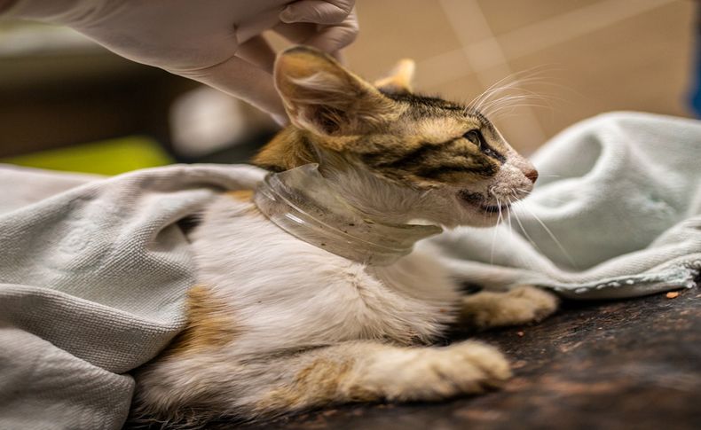 Kafası cam kavanoza sıkışan kedi kurtarıldı