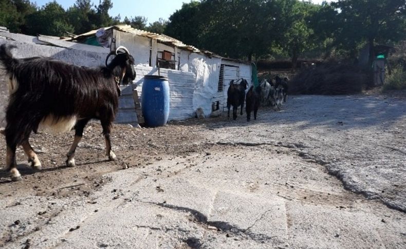 Foça'da kara keçi sayısı azaldı