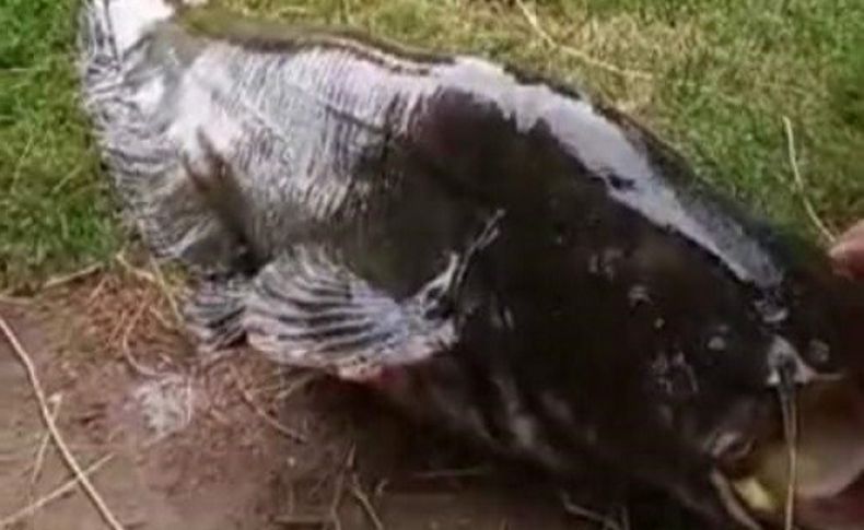 Gölcük Gölü'nde 55 kiloluk dev yayın balığı yakalandı