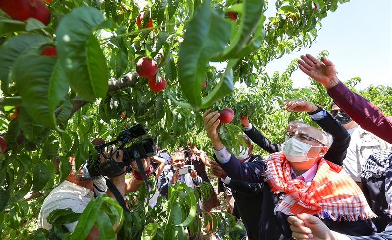İzmir Valisi Köşger, Selçuk'ta şeftali hasadına katıldı