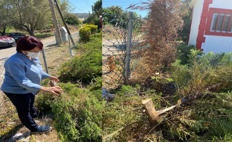 Karaburun’da acı olay: Ağaçlar katledildi