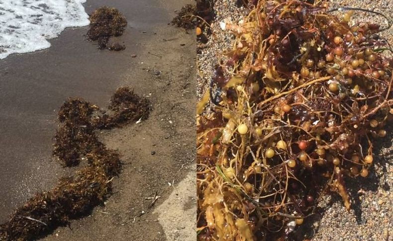 Marmara'da deniz salyası İzmir'de Sargassum tehdidi