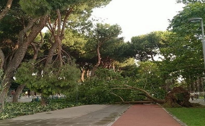 İzmir'in o ilçelerinde fırtına etkili oldu; Çatılar uçtu, ağaçlar devrildi