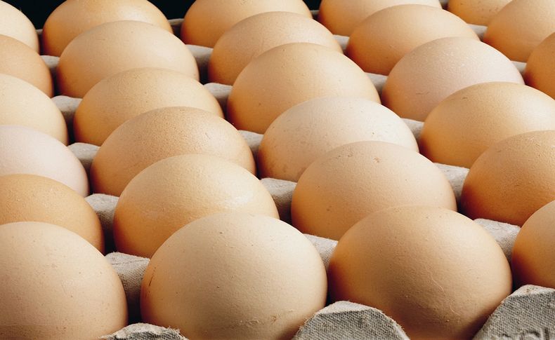 Yumurta ihracatında 'damızlık' talebiyle artış yaşanıyor