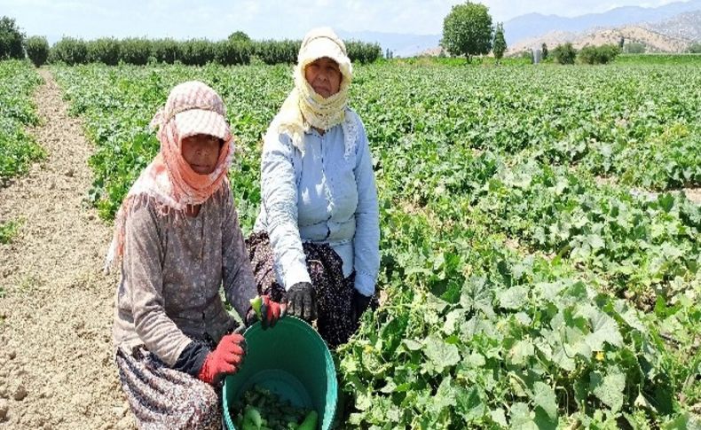 40 derece sıcakta ekmek mücadelesi