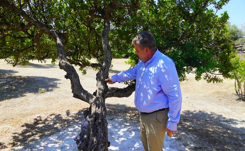 ‘Çeşme’den Sakız Damlıyor’ Projesi 3 yaşında!