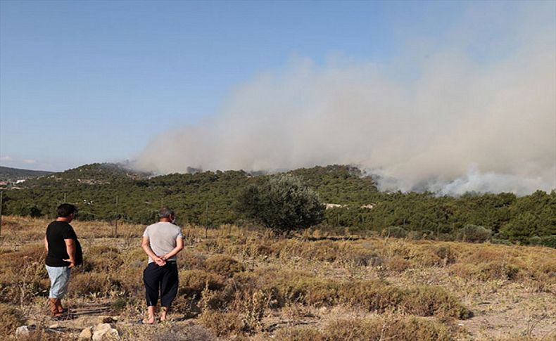 Foça'da yanan 73 hektarlık orman yeniden yeşerecek