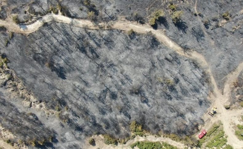 Foça yangınında hasarın boyutları havadan görüntülendi: 30 hektar alan kül oldu