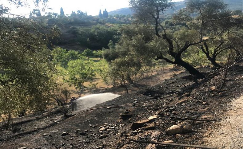 İzmir'deki yangında bazı zeytin ağaçları da zarar gördü
