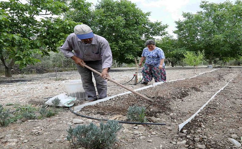 Kilosu 750 lirayı bulacak: Buca'da salep kalkınması