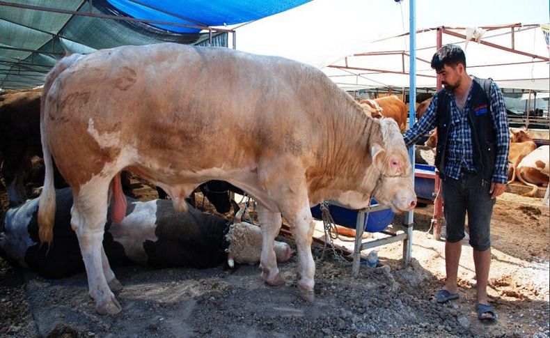 İzmir'de kurban pazarında bayram öncesi hareketlilik