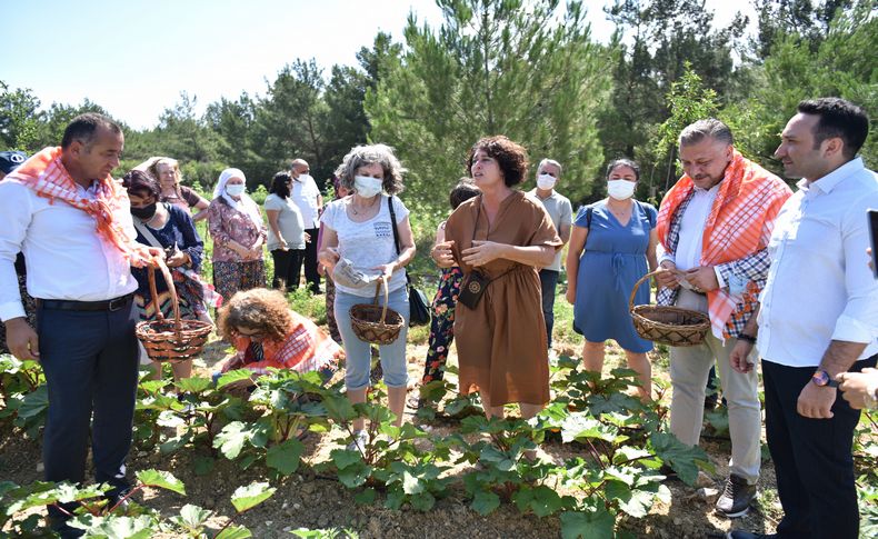 Neptün Soyer, Boronova’daki ilk bamya hasadına katıldı:  Artık  ekolojiyi konuşmalıyız