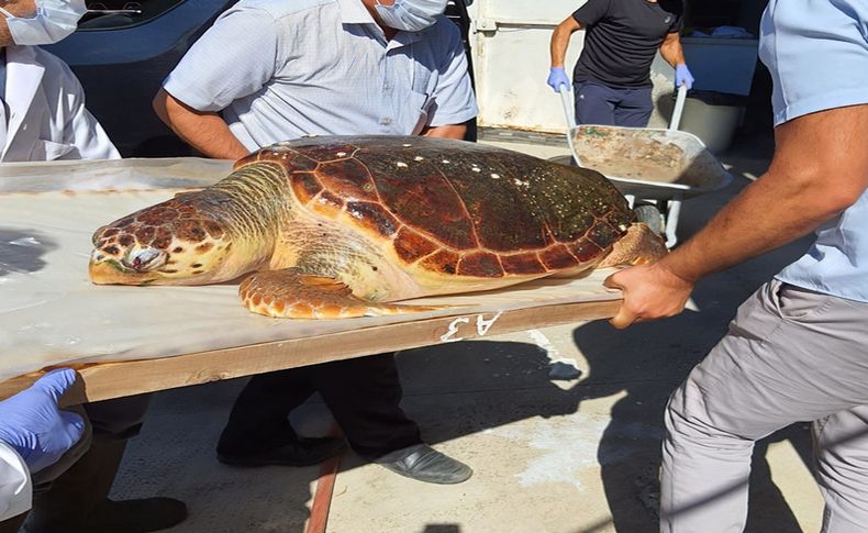 Yaralı bulunan caretta caretta müdahaleye rağmen kurtarılamadı