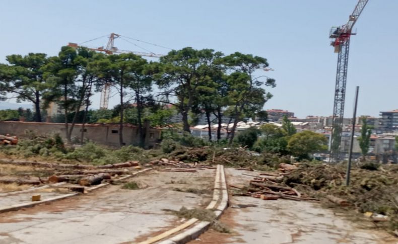 Buca Seyfi Demirsoy Hastanesi’nde ağaç katliamı