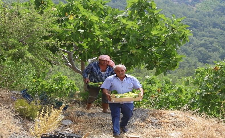 Güzelbahçe Payamlı Bardacık Festivali başlıyor