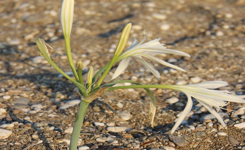 Karaburun’da Kum Zambağı çiçek açtı: Gözlerinden bile sakınıyorlar