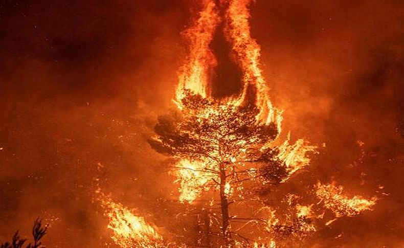 Korkutan yangın raporu: 15 milyon ton karbondioksit emisyonu