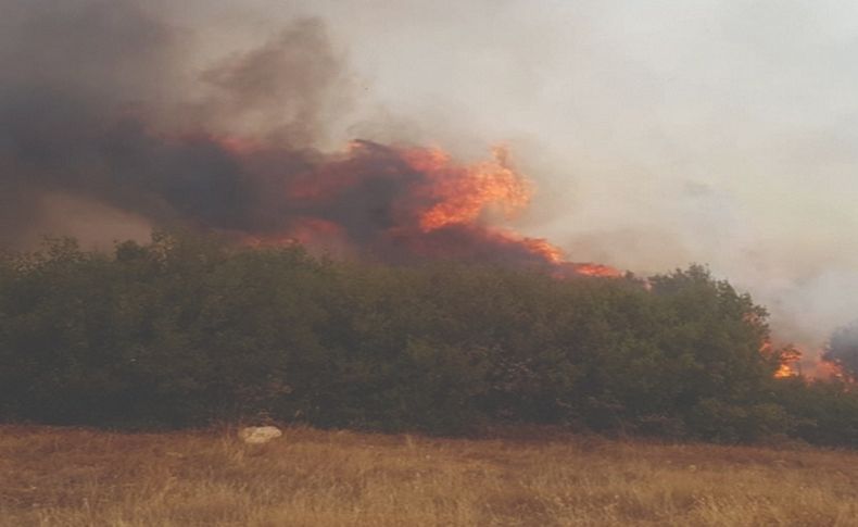 Manisa'da orman yangını