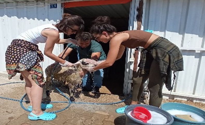 Ünlü oyunculardan orman yangınlarında zarar gören hayvanlara yardım eli