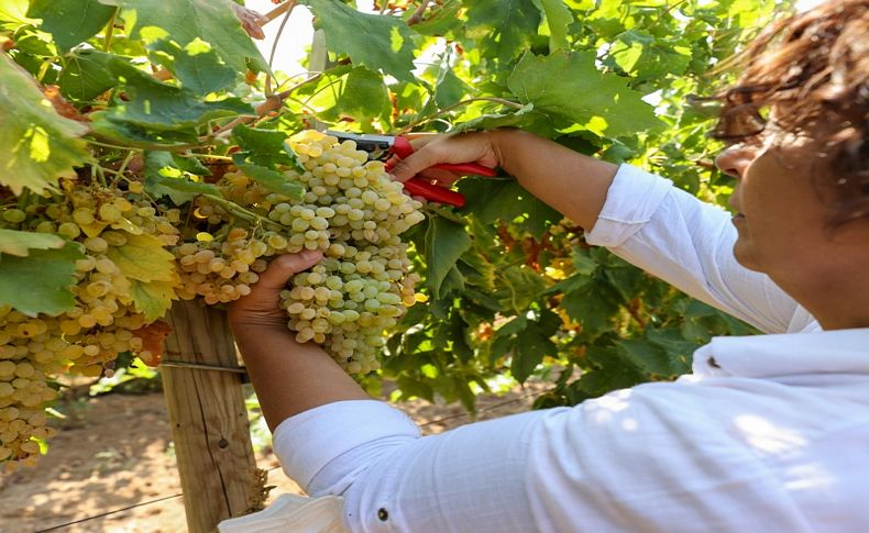 Buca bağlarında üzüm bereketi