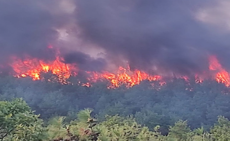 Çanakkale'de orman yangını