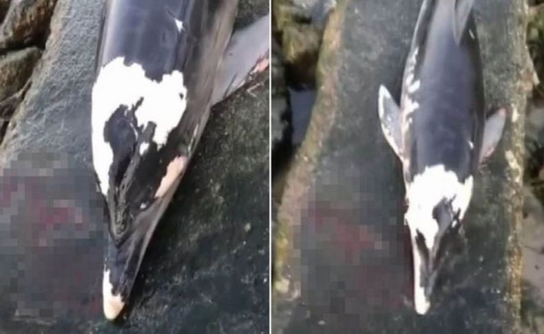 Caniler yunus balığını tabanca ile ateş edip öldürdüler