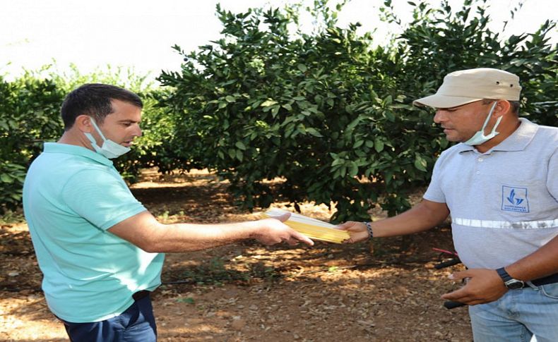 Güzelbahçe naranciye üreticisine 'sarı tuzak' desteği