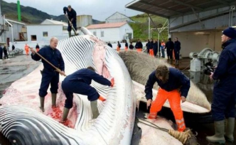 Norveç balina katliamından vazgeçmiyor!