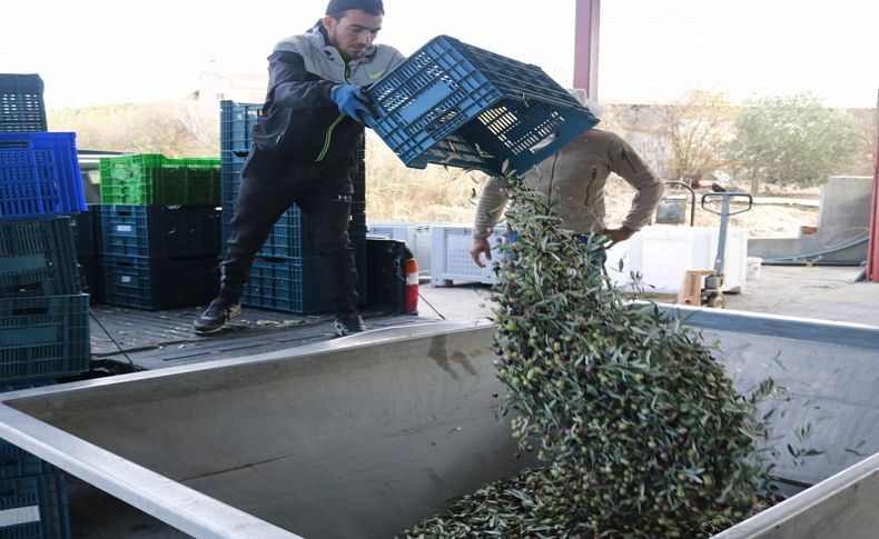 Foça'nın zeytin hasadı heyecanı başladı