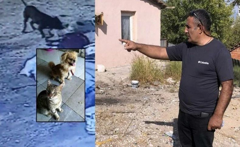 İzmir'de pitbull dehşeti: Bir köpeği öldürdü, sahibi ve kedisini yaraladı