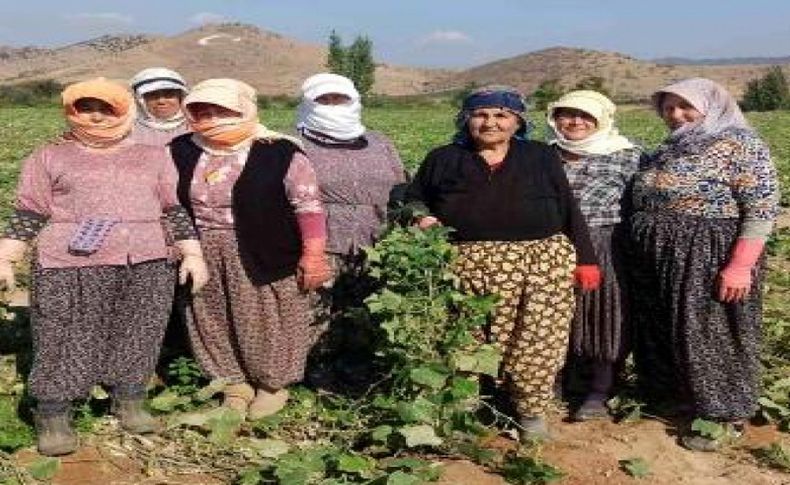 İzmir'de salatalık üreticileri çok dertli